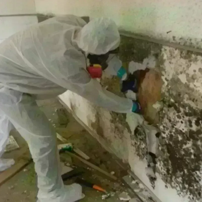 Mold Remediation and Removal in Ramsey County, MN